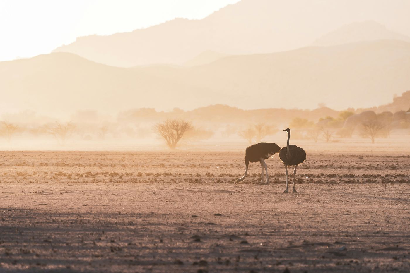 Damaraland desert elephants Namibia