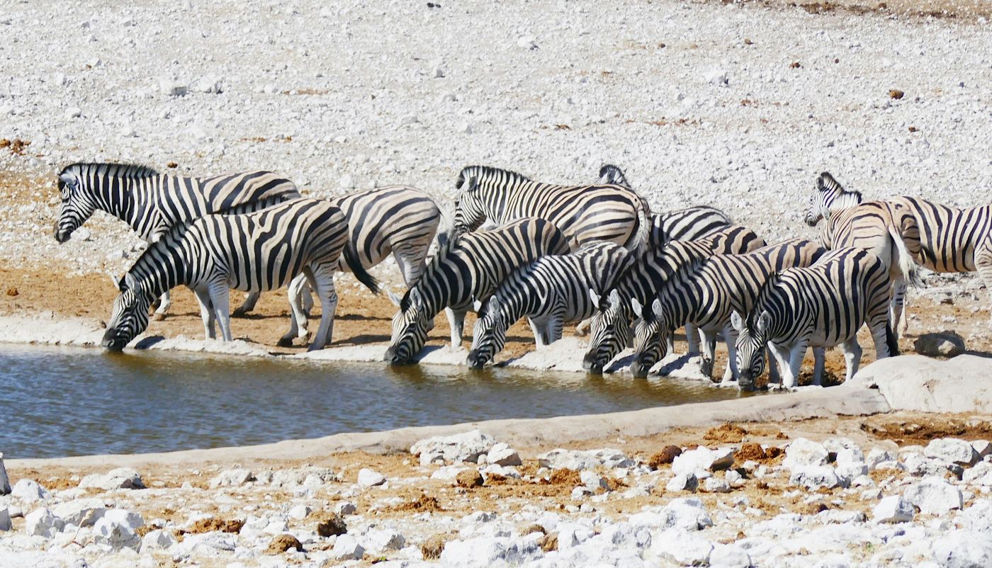 Etosha National Park elephants Namibia